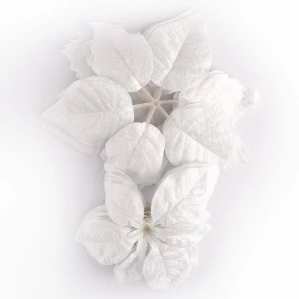 Forever Flowerz Poinsettia Plant Pot Kit - White Flowers